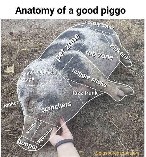 Proper Anatomy Of A Pig Rpigs