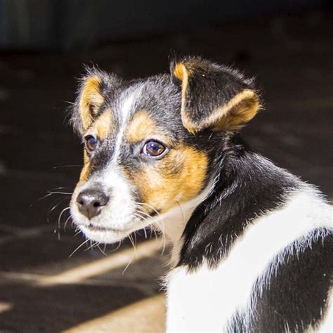 Andre ~ Mini Foxy X Jack Russell On Trial 13817 Small Male Jack