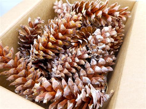 Natural Nh Pine Cones Raw Eastern White Pine Cones New Etsy