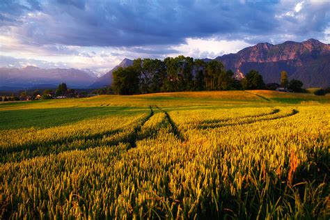 Nature Landscapes Fields Grass Wheat Crops Tracks Trail