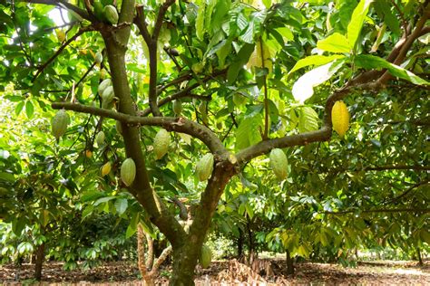 Cacao Bean Tree