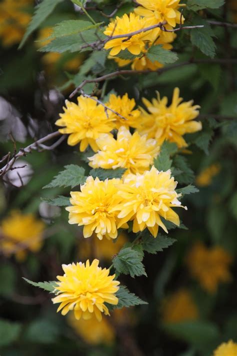 Kerria Japonica Pleniflora Ranonkelstruik De Tuinen Van Appeltern