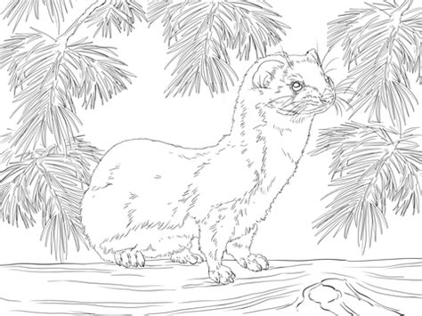 Download Least Weasel coloring page | SuperColoring.com