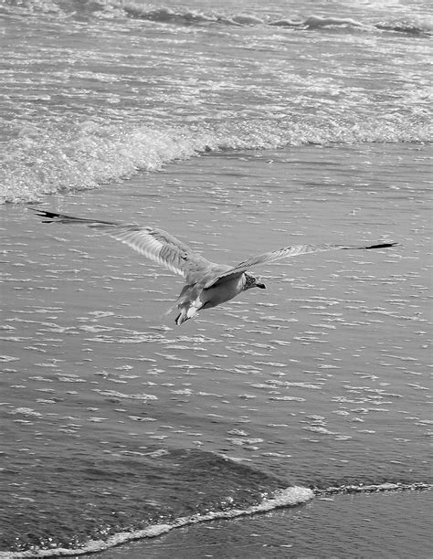Seagull Myrtle Beach Sc Howard Gelles Flickr