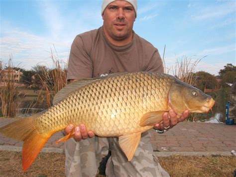 Conventional Carp Angling Tips And Information Catching
