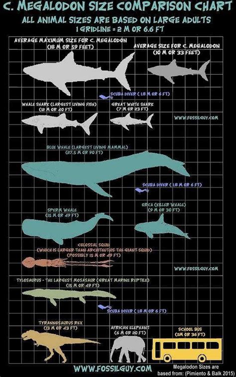 Fossilguy.com: Megalodon Shark Facts and Information: Size - Teeth