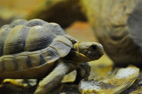 Fastest Turtle Ever By Britishswordhunter On Deviantart