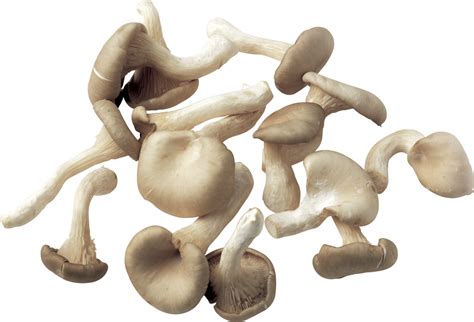 Eatable Mushrooms Flying Png Image Purepng Free Transparent Cc0 Png