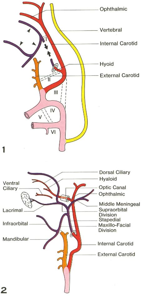 Stapedial Branch Of Posterior Auricular Artery Semantic Scholar