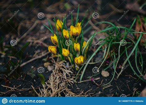 Beautiful Yellow Crocus Flowers Grow In Garden Stock Photo Image Of