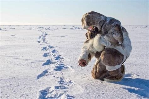 The Best Polar Bear Hunts Outdoors International