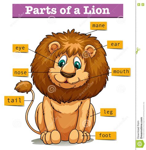 Check spelling or type a new query. Diagram Showing Parts Of Lion Stock Vector - Illustration ...