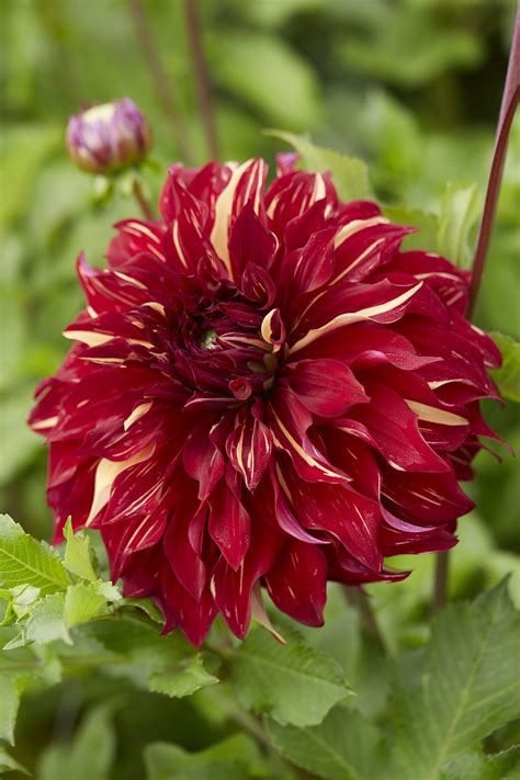 Dont Miss These New Dahlias For 2022 Longfield Gardens