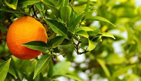Furanocoumarins are present in the juices and fruits of other citrus species including c. Bigarade, Citrus aurantium amara L., Rutacées (Agrumes ...