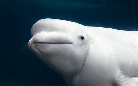 Animal Beluga Whale Hd Wallpaper