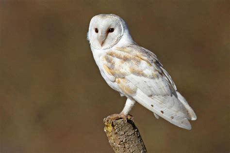 Barn Owl Delight Moorland Association