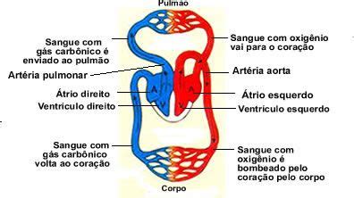 esquema circulatório Sistema Circulatório