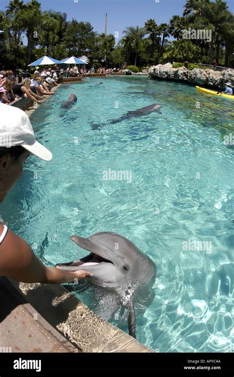 Orlando Fl Sea World Dolphin Cove Woman Touching Dolphin Mr 213 Stock