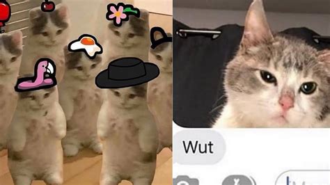 Best Dank Cat Memespart 12 Hilarious World Cat Comedy