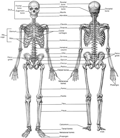 Printable Human Skeleton Labeled