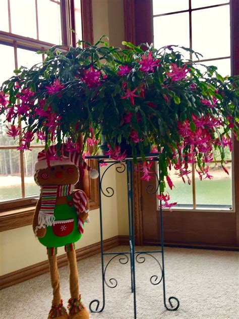 Don't forget to mist the leaves when you water your cactus as well. Christmas Cactus Care | Christmas cactus care, Christmas ...