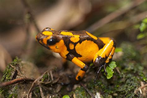 Researchers discover three new species of poisonous Colombian frogs