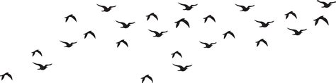 Download Transparent View Full Size Black And White Flock Of Bird