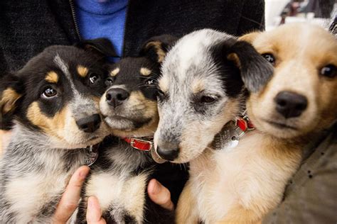 Video Photos Rescue Dogs And Cats Are The Most Adorable Dogs And Cats