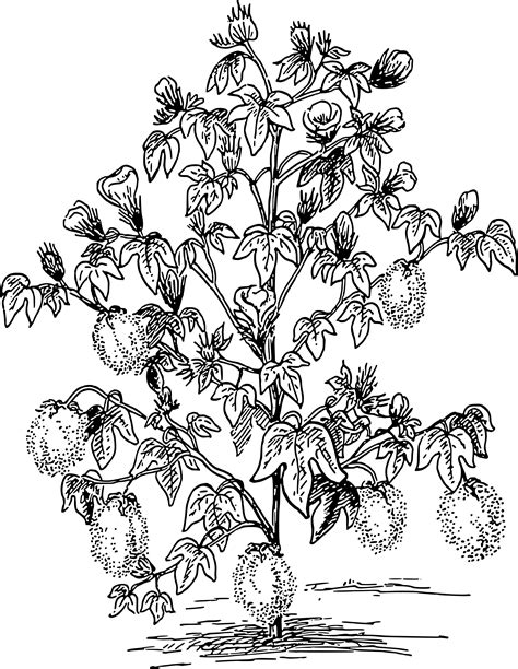 Free Cotton Plant Drawing Download Free Cotton Plant Drawing Png