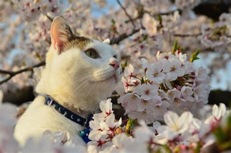 50 Adorable Cats With Cherry Blossoms Too Cute To Be Real Cats