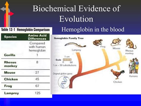 Ppt Evidence Of Evolution Powerpoint Presentation Free Download Id 5916402