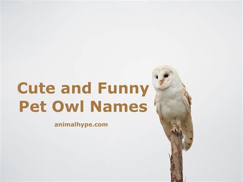 532 Hoot Worthy Owl Names For The Nights Guardian Animal Hype