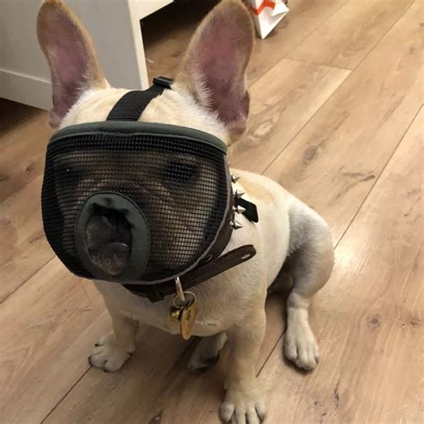Anti Bark Bite Chew Pug French Bulldog Muzzles Mesh Breathable Short