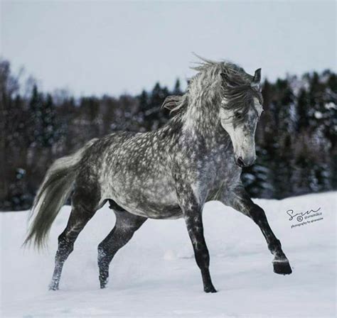 Dapple Gray In Snow Dapple Grey Horses Grey Horse Horses