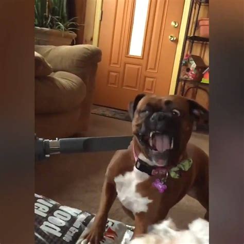Compilação De Cenas Engraçadas De Cachorros Eles Vieram Para Nos Alegrar Vídeos De