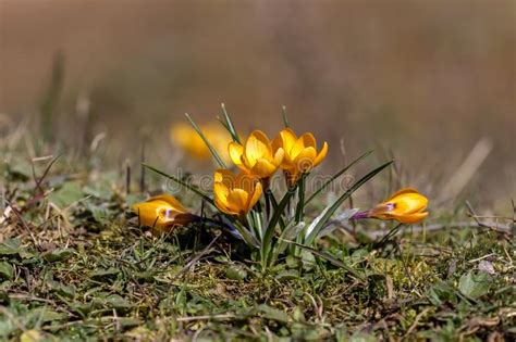 The Crocus With Yellow Flowers Crocus Ancyrensisgrows In Its Natural
