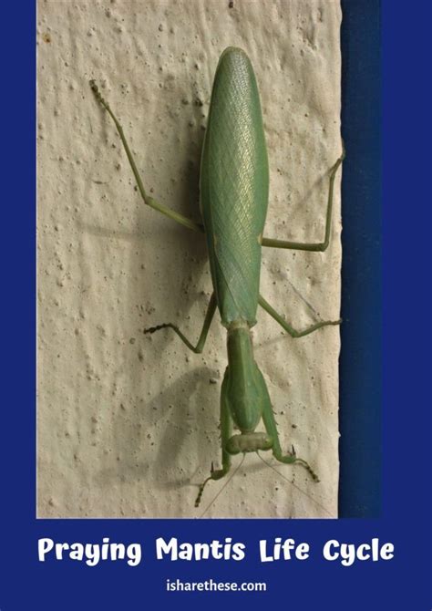 Praying Mantis Life Cycle Lessons From My Balcony Garden I Share In