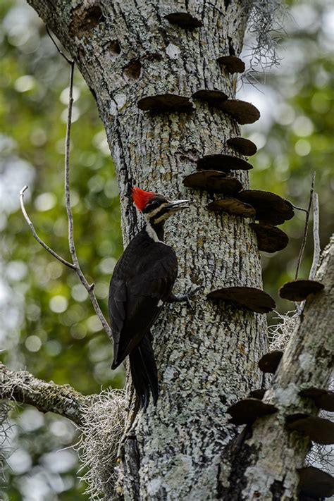 Photographs Of Pileated Woodpeckers At Their Nest With Their Two Young
