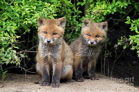 Red Fox Kits Emerging From Den Growing New Coat