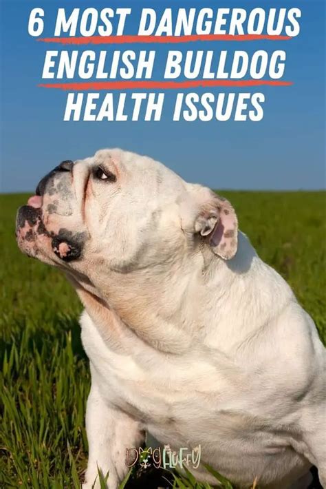 Female English Bulldog Health Issues French Bulldog Health Issues