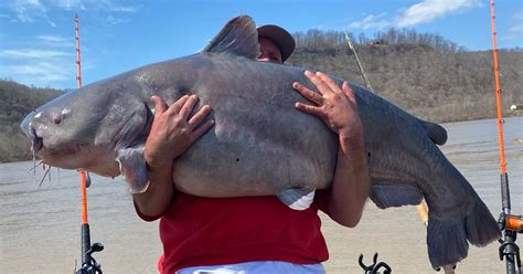 Giant 95 Pound Catfish Pulled From The Ohio River Field And Stream