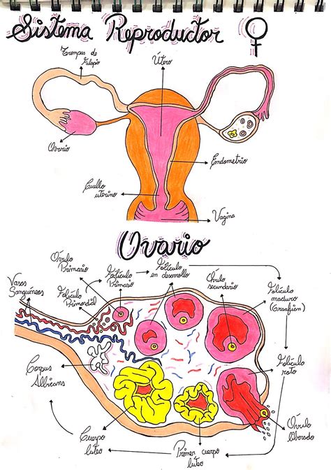 Diagrama Sistema Reproductor Femenino Images And Photos Finder