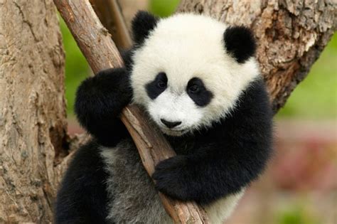 Baby Pandas Fight With Everything And Its All Adorable Cuteness