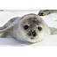 Weddell Seals Communicate With Ultrasonic Sounds • Earthcom