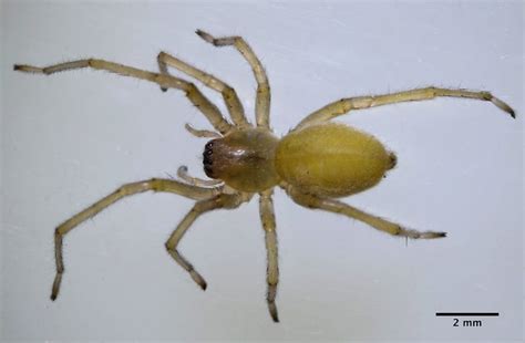 10 Most Dangerous Spiders Of North America 2022