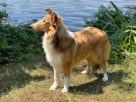 All Things Collie