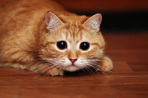 4 Incredible Ways To Calm A Cat Whos Scared Of Everything Pawtracks