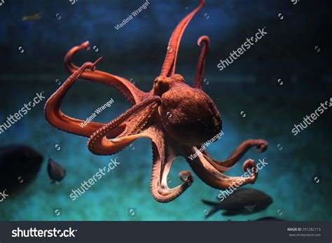 Common Octopus Octopus Vulgaris Wildlife Animal Stock Photo 291282713