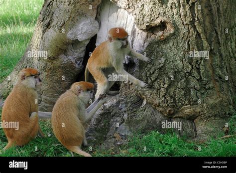 Monkeys Hiding Behind A Tree Stock Photo Alamy