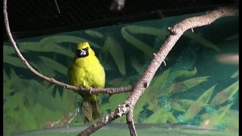 Birds In The Tropical Bird House Houston Zoo Youtube